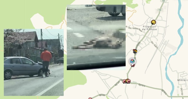 UPDATE. Accident pe DJ720, la Filipeștii de Pădure. O căprioară a murit lovită de mașină