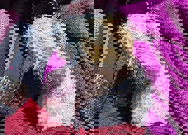 Un bărbat a fost reţinut, după ce s-a certat cu soţia şi a aruncat pe fereastră căţelul familiei, de la etajul al doilea al unui bloc