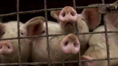 Trei noi focare de pestă porcină africană au fost confirmate în județul Buzău