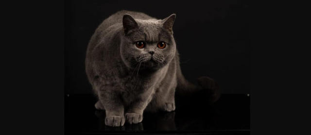 Kira Kiralina, o pisică din România, e cea mai frumoasă din Europa