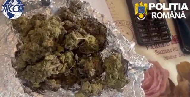 VIDEO 🎦 Traficanți de droguri prinși în flagrant de procurorii DIICOT Ploiești. Ademeneau clienți furnizându-le gratuit doze de canabis