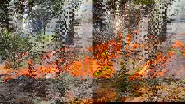 Incendiul din zona localităţii Sviniţa, care afectează şi Parcul Naţional Porţile de Fier, dă de furcă, în continuare, pompierilor mehedinţeni