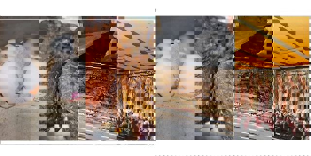 Miei din dugheană și pui fripți cu pene, printre neregulile găsite de ANPC în ultimele zile. Comisarii sunt cu ochii și pe vânzătorii fără acte care se promovează în mediul online