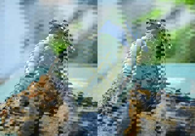 Militari răniţi într-un poligon, după un exerciţiu cu grenade