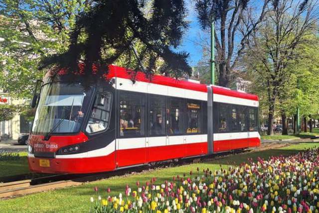 Arad. Transport public la doar 1 leu pe zi. Măsura, menită să reducă traficul și poluarea