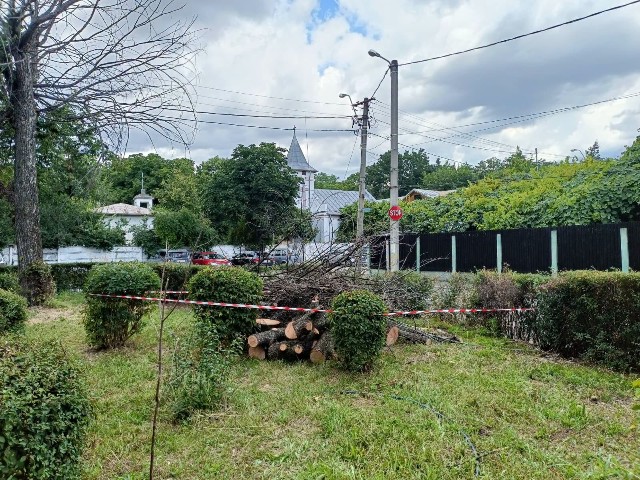 Până la sfârșitul acestui an SGU Ploiești intenționează să elimine toți arborii uscați de pe domeniul public al municipiului