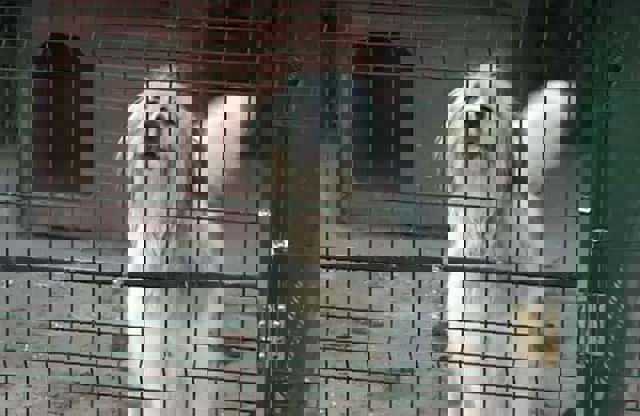 Un adăpost al groazei. O femeie a păcălit iubitorii de câini că salvează animalele de la eutanasiere dar le-a lăsat să moară