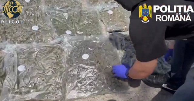 VIDEO 🎦 Bărbat reținut de DIICOT Ploiești, după ce a fost prins în flagrant având asupra sa zeci de kilograme de canabis și 500 g de cocaină