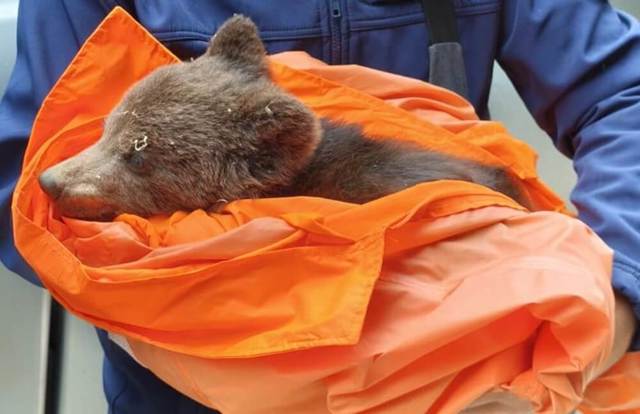 Pui de urs abandonat de mamă, salvat de pe traseul Brașov Marathon 
