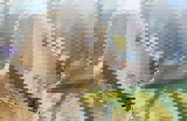 Maramureş: Bărbat arestat pentru că a furat şi ucis un câine de terapie