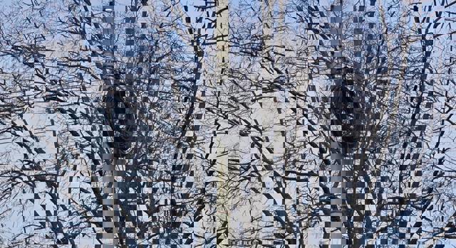 Cablurile jos de pe stâlpi! Primăria Ploiești începe curățenia în luna mai