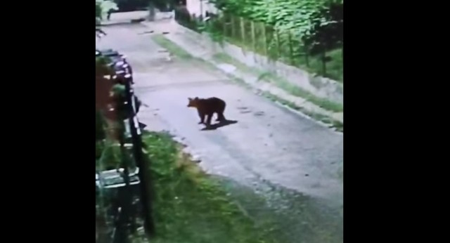 VIDEO 🎦 Alertă de urs și la Dumbrava! Primarul Marian Apostol a lansat un apel către localnici