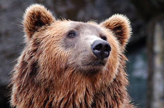 Locuitorii Brașovului au primit mesaj RO-Alert după ce un urs a fost filmat alergând pe o stradă