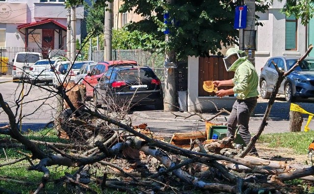Colonie de albine ascunsă în trunchiul unui tei uscat de pe Bulevardul Independenței