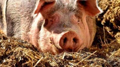 Două focare de pestă porcină africană, confirmate de DSVSA Buzău. Toate animalele au fost ucise