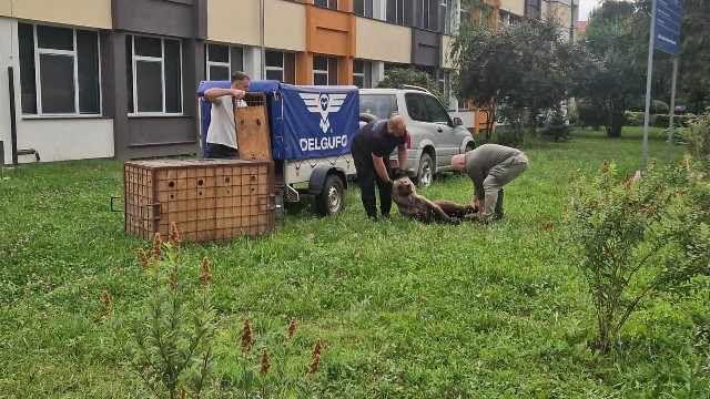 Urs pe străzile Sibiului, luni dimineaţă. A fost emis mesaj Ro-Alert. Animalul a fost tranchilizat şi va fi relocat