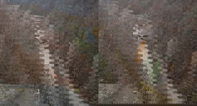 Ministerul Mediului și ESZ Prahova se acuză reciproc privind situația de la Paltinu. Trei  momente esențiale care au precedat criza