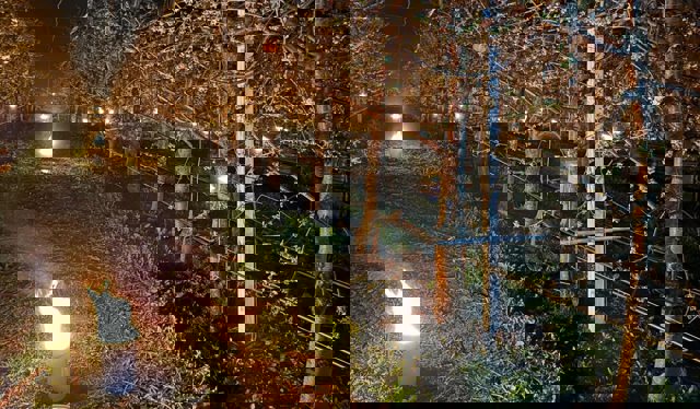 VIDEO 🎦 „Azi noapte am dat foc la 40.000 de euro”. Mii de torțe aprinse într-o livadă de cireși, pentru a proteja florile de îngheț