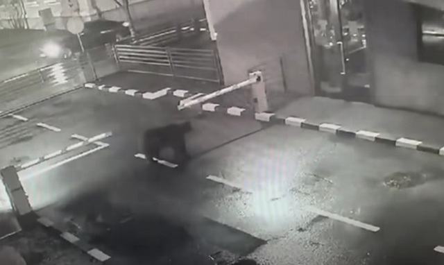 Patrule de noapte, la Câmpina, pentru a monitoriza apariția urșilor în oraș