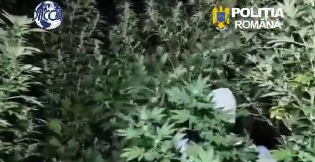 VIDEO 🎦 Doi bărbați au fost reținuți de procurorii DIICOT Ploiești, pentru trafic de droguri. Anchetatorii i-au găsit printre plantele de canabis