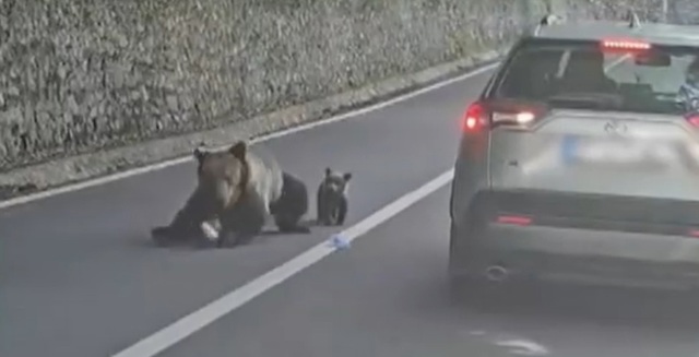 Trei străini mușcați de urs pe Transfăgărășan, în aceeași zi și în același loc