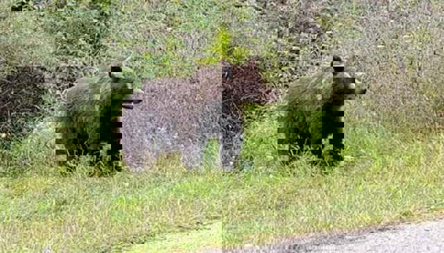 Un urs a apărut vineri, în jurul prânzului, pe o stradă din Comarnic