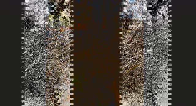 Amenzi de 5.000 de lei, la Ploiești, pentru cei care au abandonat pe domeniul public deșeurile vegetale strânse din gospodării