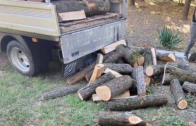 Percheziții în Prahova, miercuri dimineață, în legătură cu furturi de arbori. Prejudiciul este de 28.000 de lei
