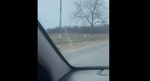 VIDEO 🎦 Au venit berzele! Imagini surprinse joi dimineață, pe un drum județean din Prahova 