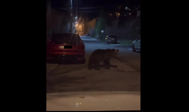 VIDEO 🎦 Urs filmat sâmbătă seară, pe străzile din Predeal