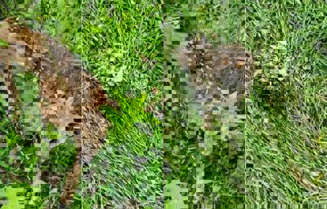 O căprioară şi o bufniţă rănită au fost salvate de angajaţii Drumurilor Naţionale