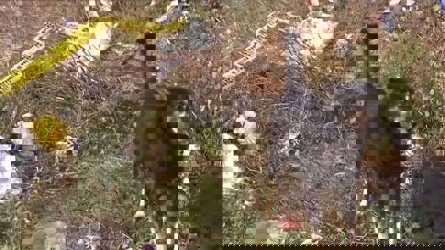 Copil de 3 ani găsit mort într-un canal în Mărășești. El a fost atacat de câinii fără stăpân