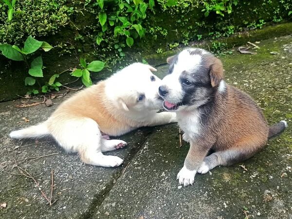 Un bărbat din Braşov a primit o amendă de 12.000 de lei după ce a abandonat doi pui de câine