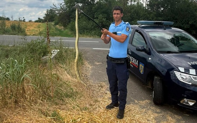 VIDEO 🎦 Un șarpe de 1,5 metri a fost găsit în aragaz, de o gospodină din Ialomița