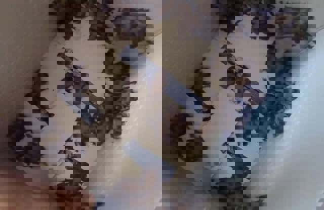 VIDEO. 🎥 Liliecii au invadat un salon pentru copii de la Spitalul Olteniţa