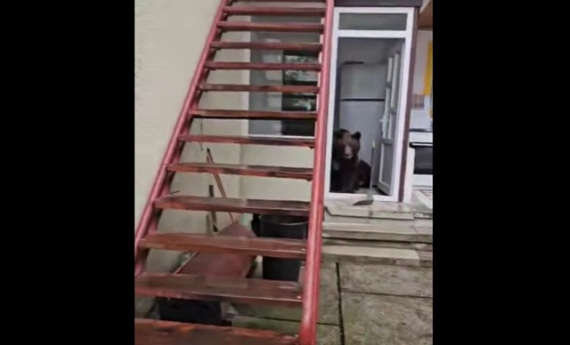 O ursoaică cu trei pui a intrat într-o casă din Bușteni ziua în amiaza mare. Două dintre exemplare au fost ucise 