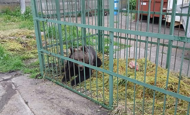 VIDEO 🎦 Un urs care tot apărea pe străzile din Câmpina a fost prins cu ajutorul unei cuști amplasate în curtea Școlii de Poliție „Vasile Lascăr”