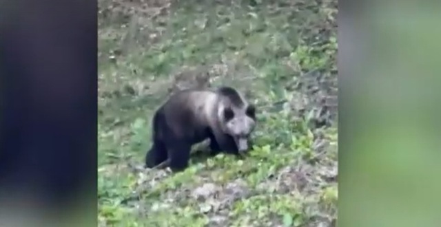 Un cioban a omorât un urs după ce i-a atacat oile. Poliția a deschis dosar pentru braconaj