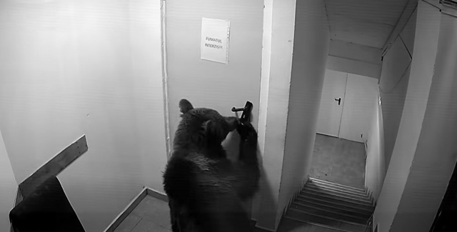 VIDEO 🎦 Urs filmat intrând într-un hotel din Poiana Brașov