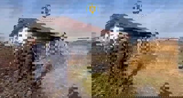 VIDEO 🎦 Sancțiuni contravenționale aplicate de polițiștii de la Protecția Animalelor administratorului unei ferme de animale de pe raza comunei Baba Ana