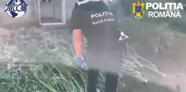 VIDEO 🎦 Canabis crescut în solar. Procurorii DIICOT Ploiești au descoperit cultura și l-au săltat pe „agricultorul” penal