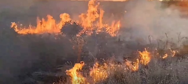 VIDEO 🎦 Incendiu devastator la Giurgiu. 120 de hectare au fost afectate de flăcări