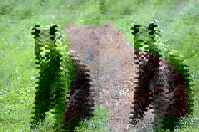 Deputații și senatorii au votat dublarea cotei de vânătoare a urșilor pentru anul 2026