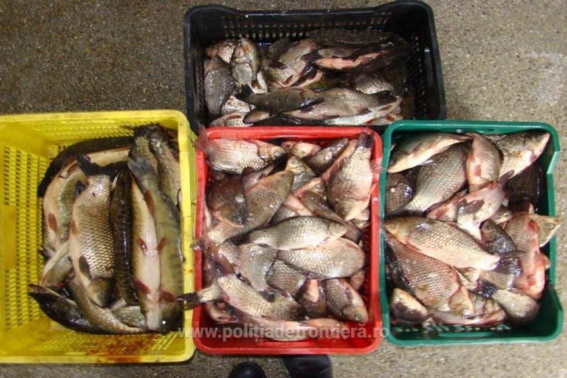Peste 570 kg peşte, confiscate de poliţiştii de frontieră