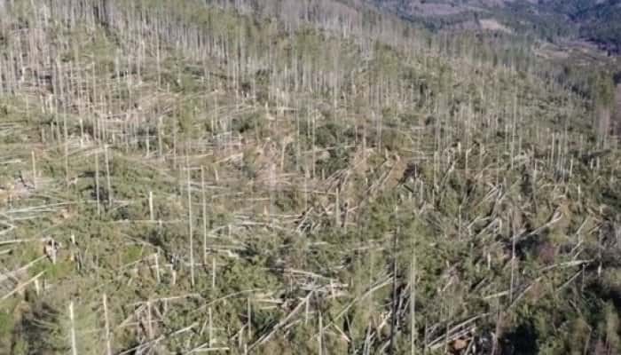 VIDEO - Pădurile din Prahova, printre cele mai afectate de fenomenele meteo extreme de acum două săptămâni. Imagini apocaliptice au fost publicate de Romsilva