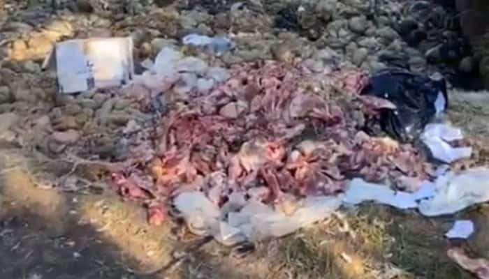 VIDEO | Anchetă privind resturile împuțite de animale găsite în apropierea unui abator din Râmnicu Sărat