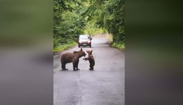 VIDEO | Imagini inedite! O ursoaică și puiul ei se joacă pe drumul spre Lacul Sf. Ana