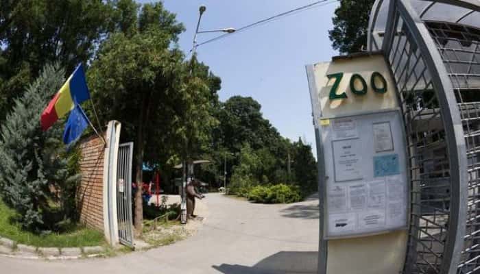 Trei câini au ucis toți cangurii de la Grădina Zoologică