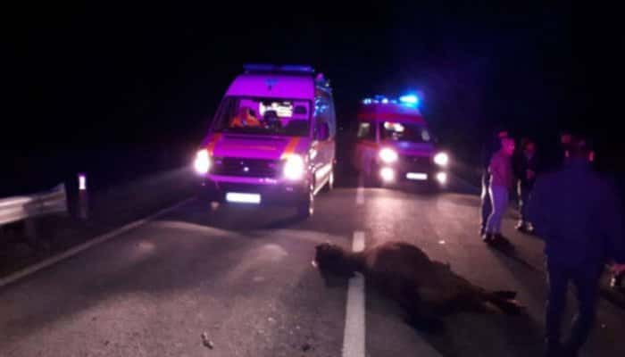 Accident între Pleașa și Bucov, în noaptea de vineri spre sâmbătă, din cauza unui cal lăsat nesupravegheat