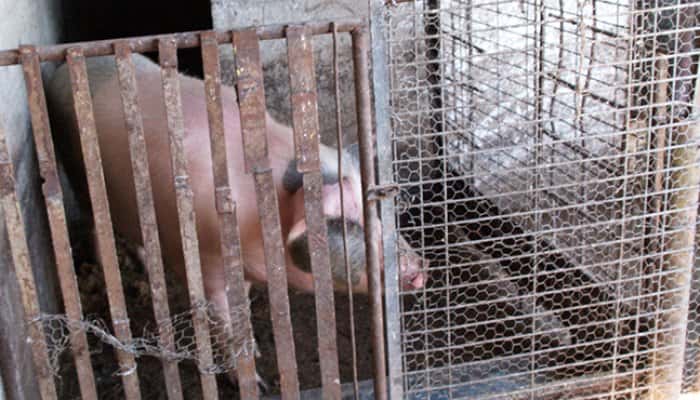 DSVSA Buzău avertizează că este interzisă comercializarea cărnurilor obținute din sacrificarea porcilor în gospodării individuale